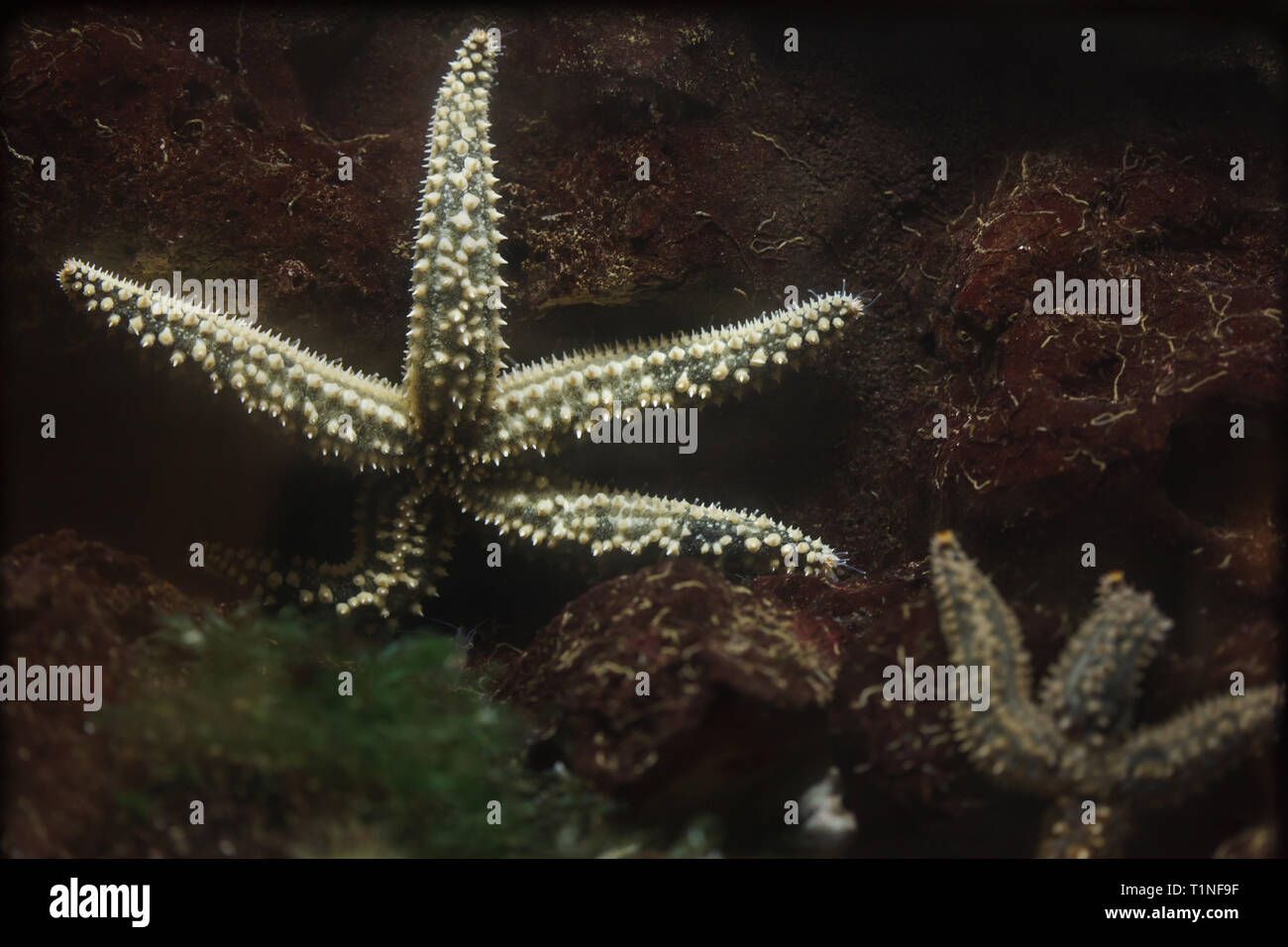 Spiny starfish (Marthasterias glacialis). Marine animal. Stock Photo