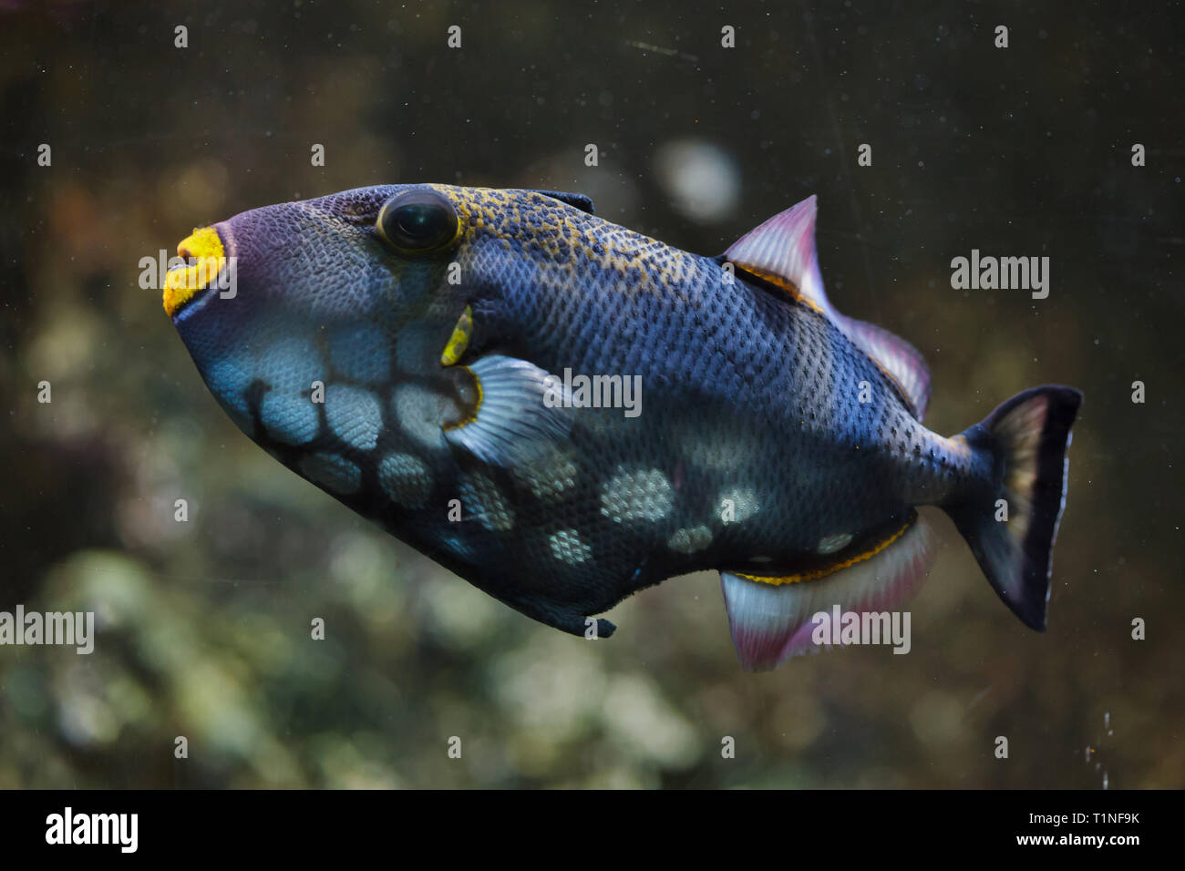 Clown triggerfish (Balistoides conspicillum), also known as the bigspotted triggerfish. Stock Photo