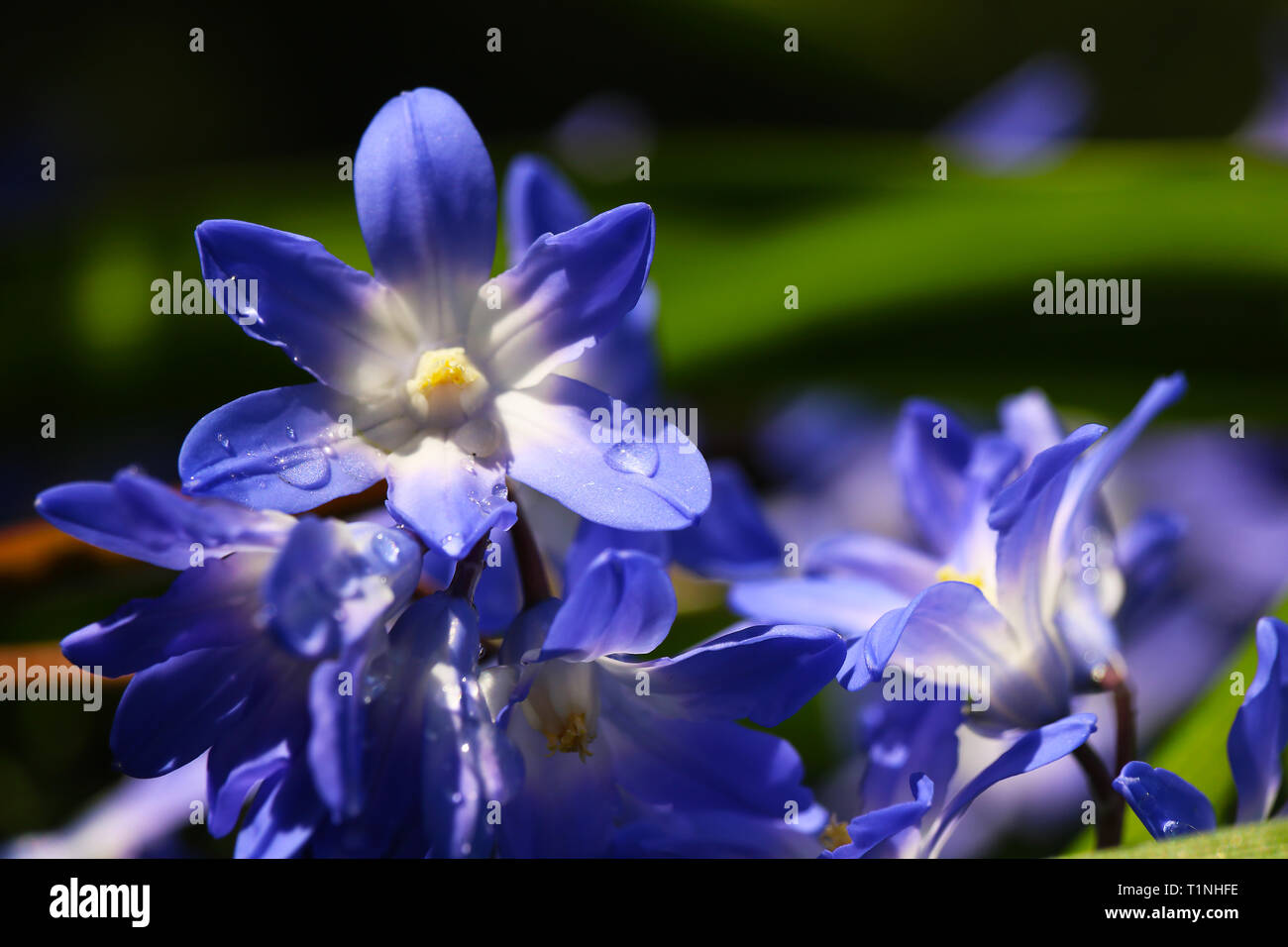 Dew or rain drops on blue siberian squill flowers (scilla siberica) Stock Photo