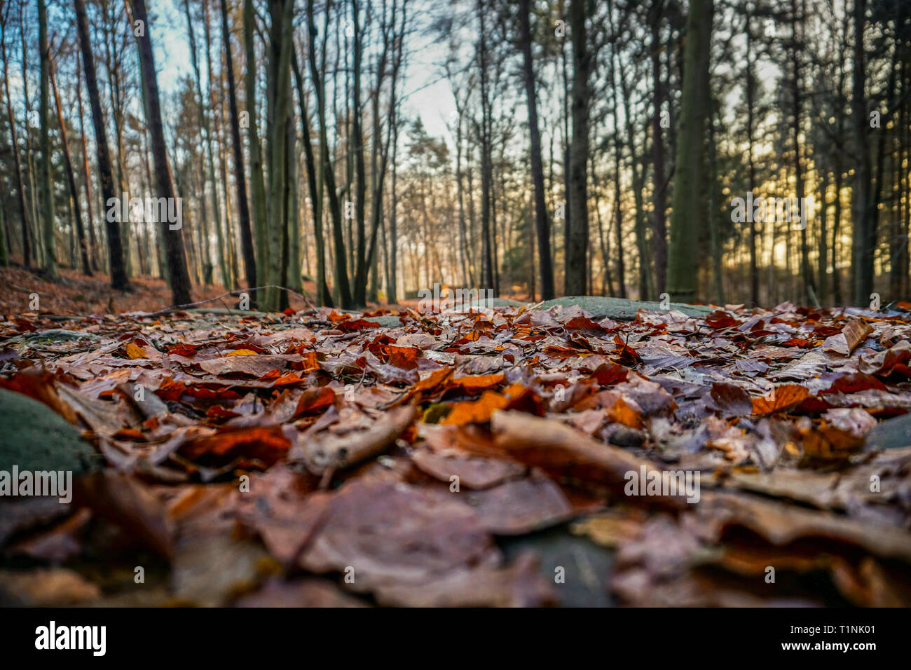 Vibrant autumn colors on a sunny day in the forest Stock Photo