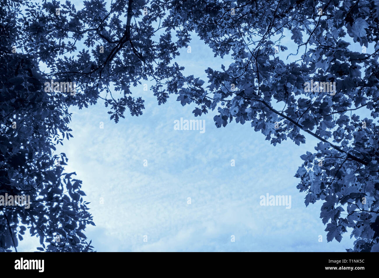 Canopy of tree leaves against sky, blue toned. Stock Photo