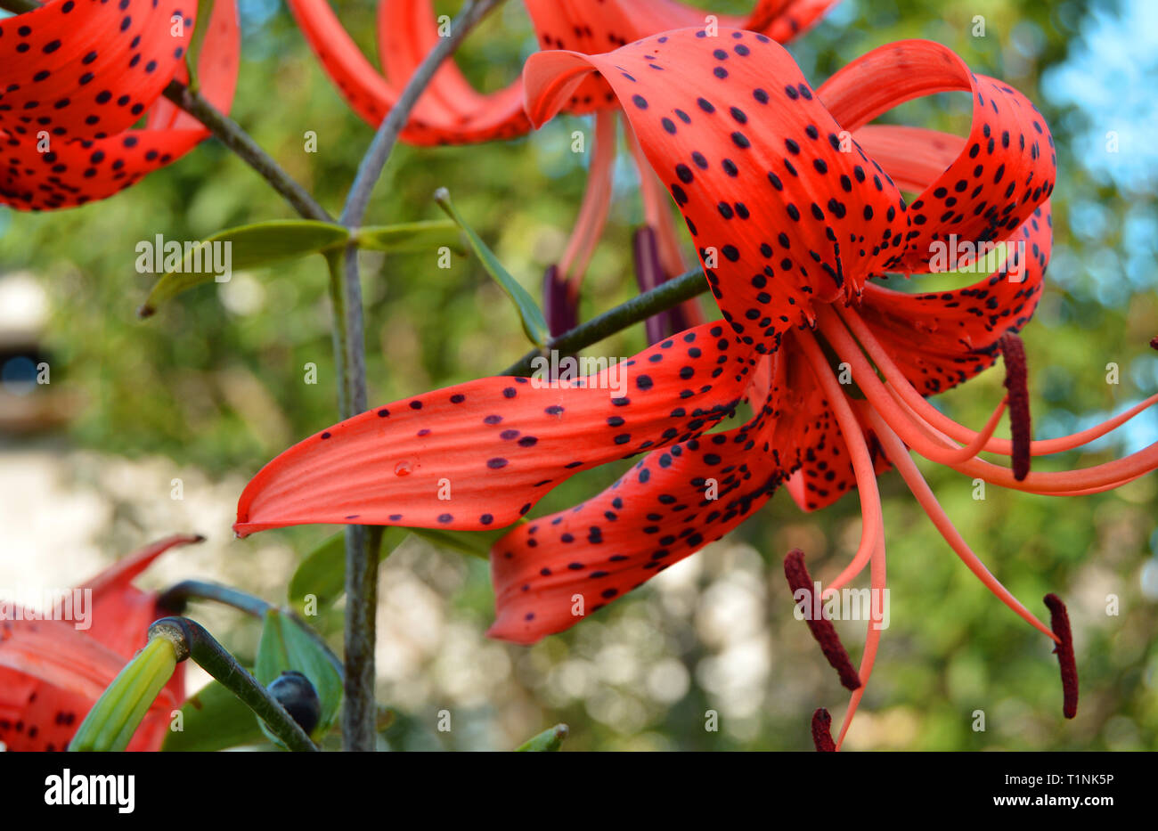 Fancy effect beautiful bright red flowers on nature background, cross