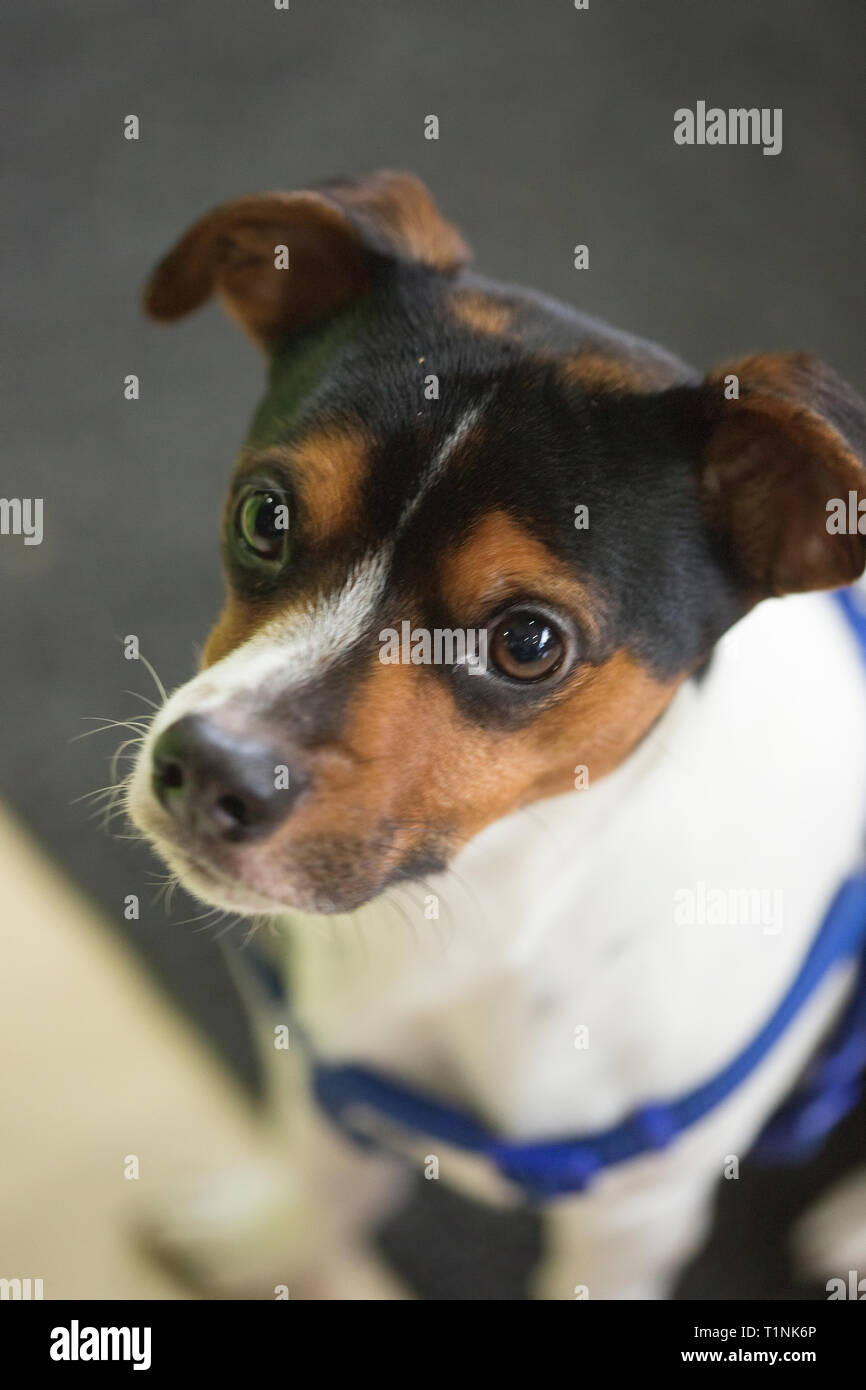 Beautiful black and white dog hi-res stock photography and images - Alamy