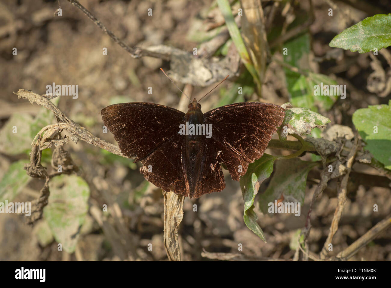 Nectar Lick Hi res Stock Photography And Images Alamy