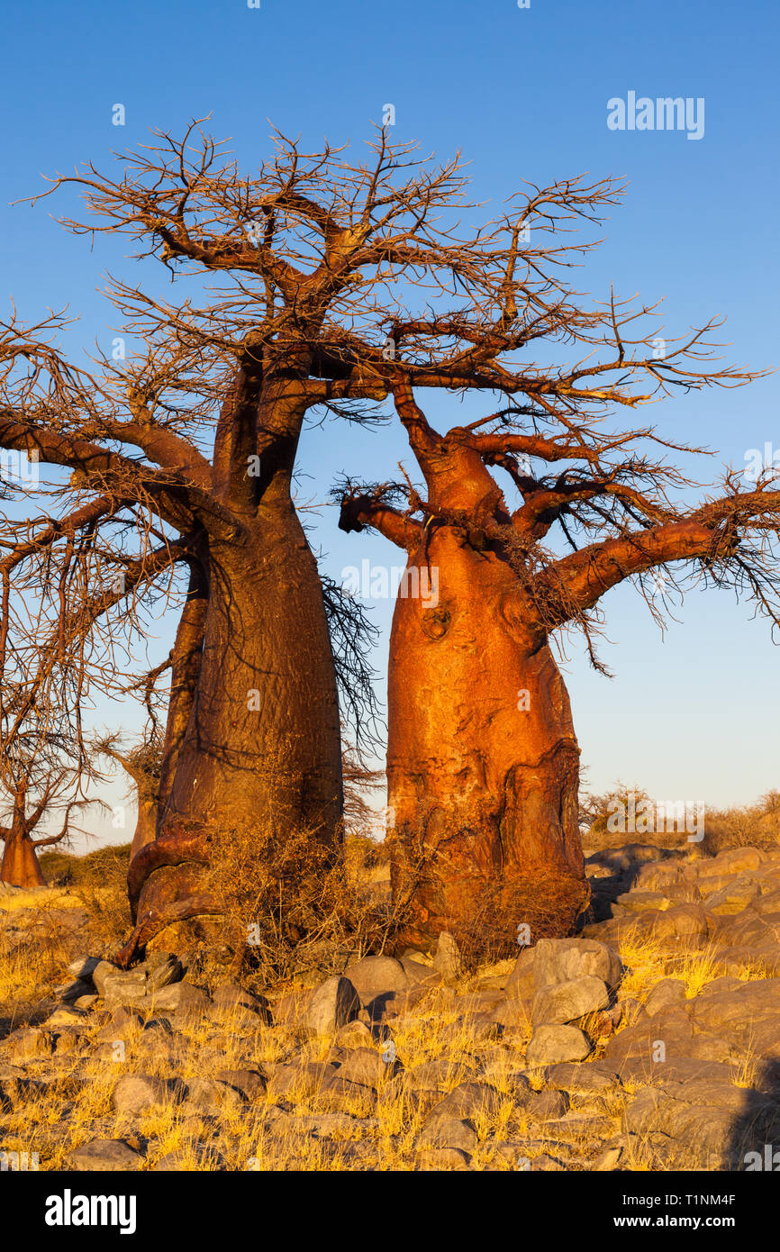 Baobab trees at sunrise Stock Photo