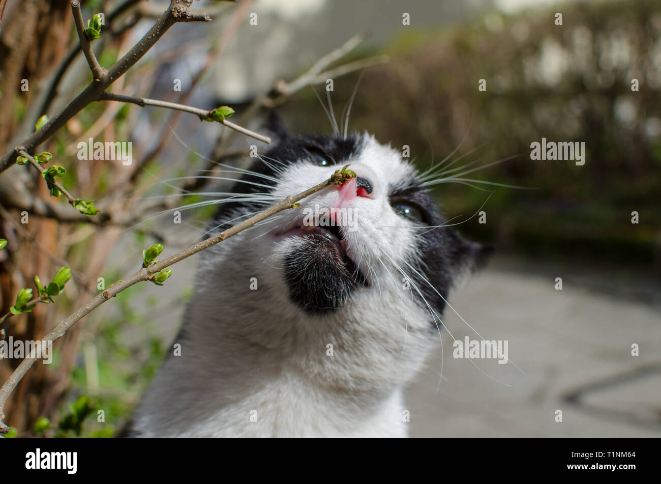 Black and white cat sniffs twig with first green leaves in spring. Stock Photo
