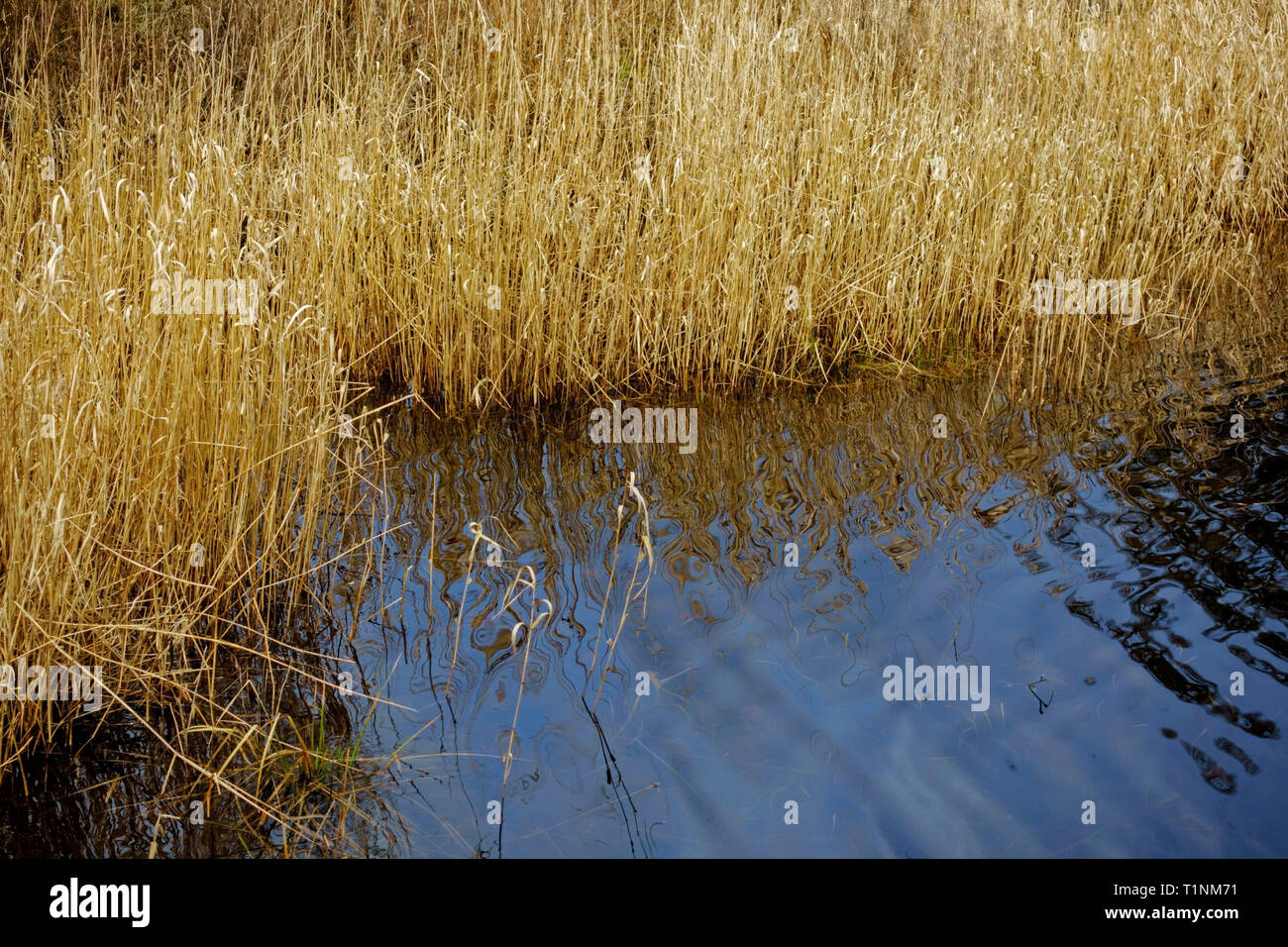 Reeds at edge of lake Stock Photo Alamy