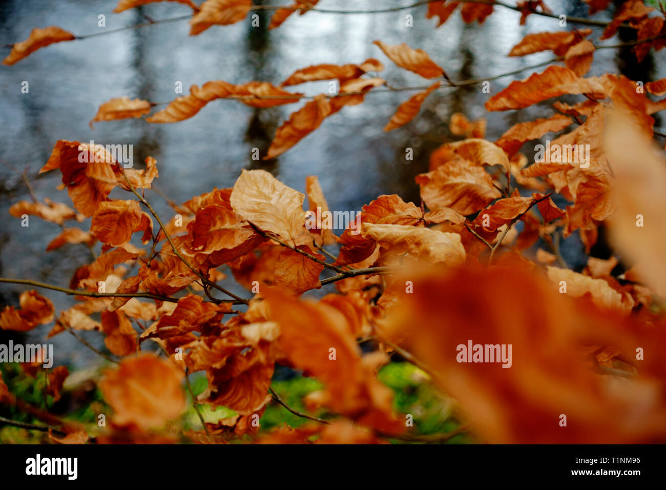 Beech leaves in autumn close up on tree growing next to river in Scotland with river in background Stock Photo