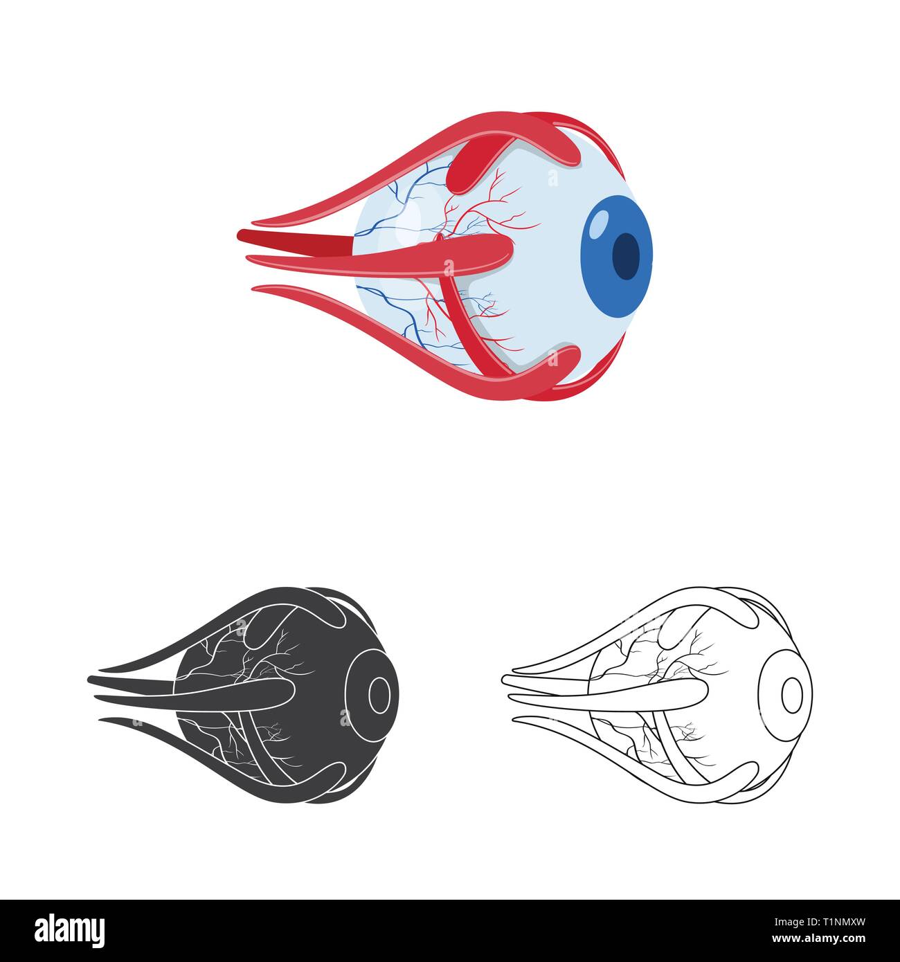 eyeball,eye,cornea,layers,structure,eyesight,protection,treatment