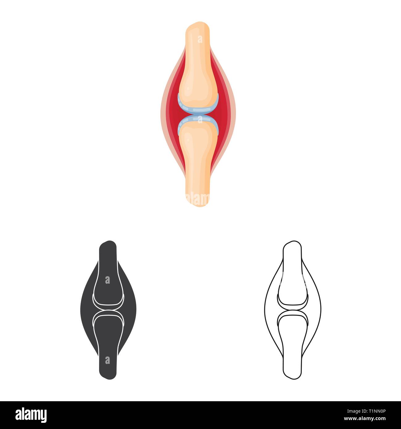 bone,tendon,ligament,injury,muscle,marrow,joint,cartilage,movement ...