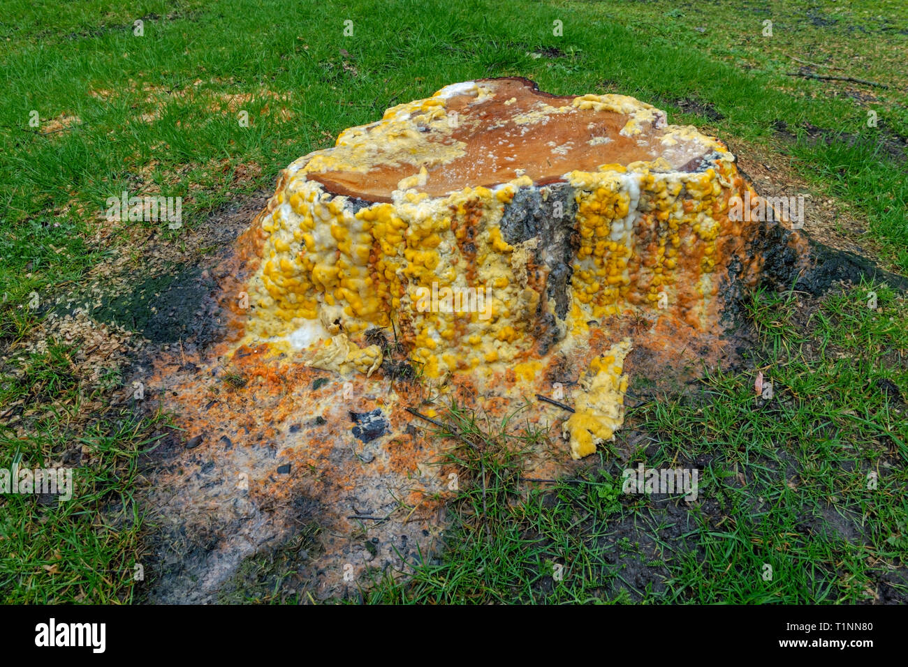 Brightly coloured slime flux growing on the sap of a recently cut tree. Stock Photo