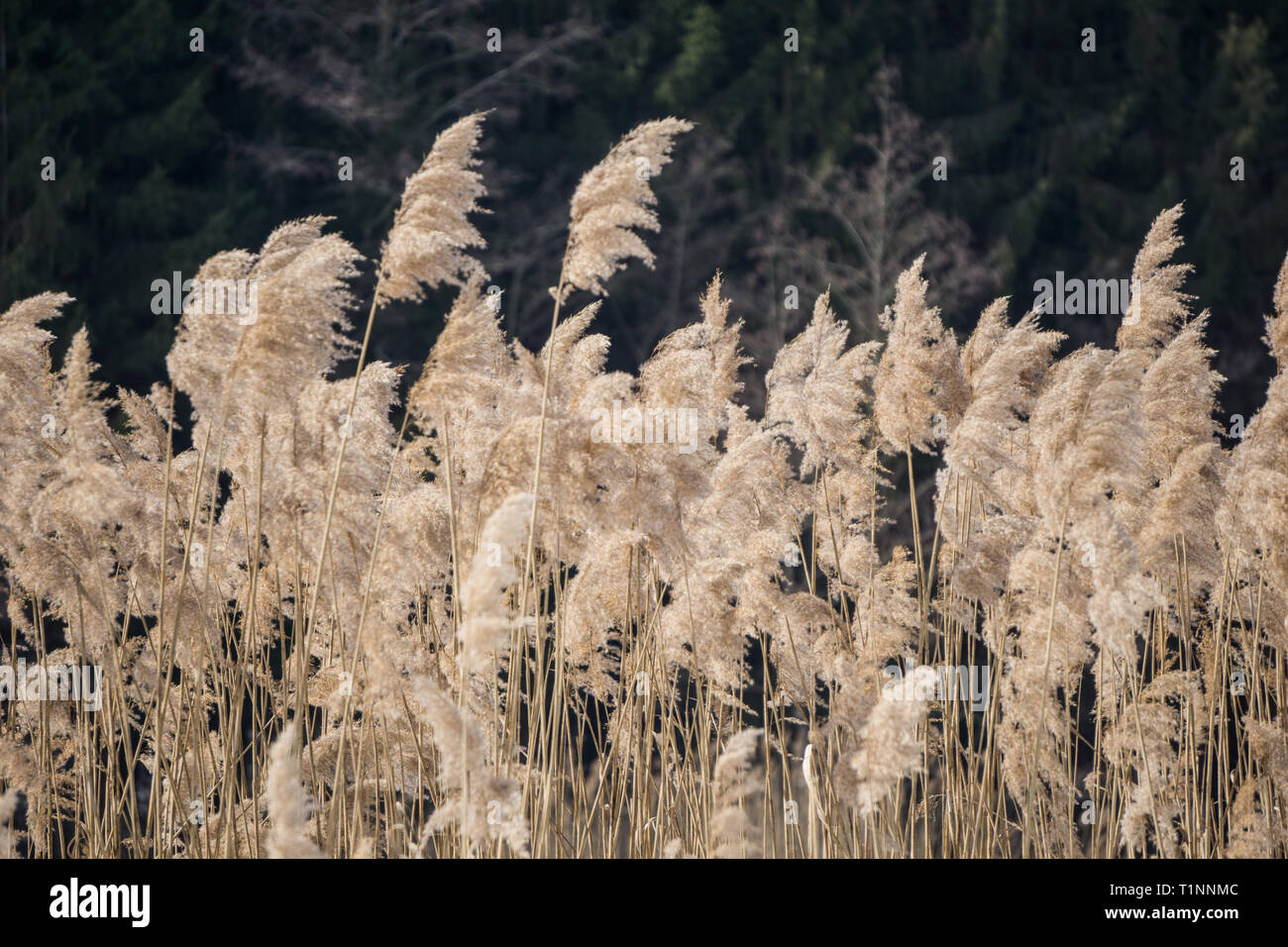 Pondside Reeds Thick reeds along a pond in winter Stock Photo - Alamy