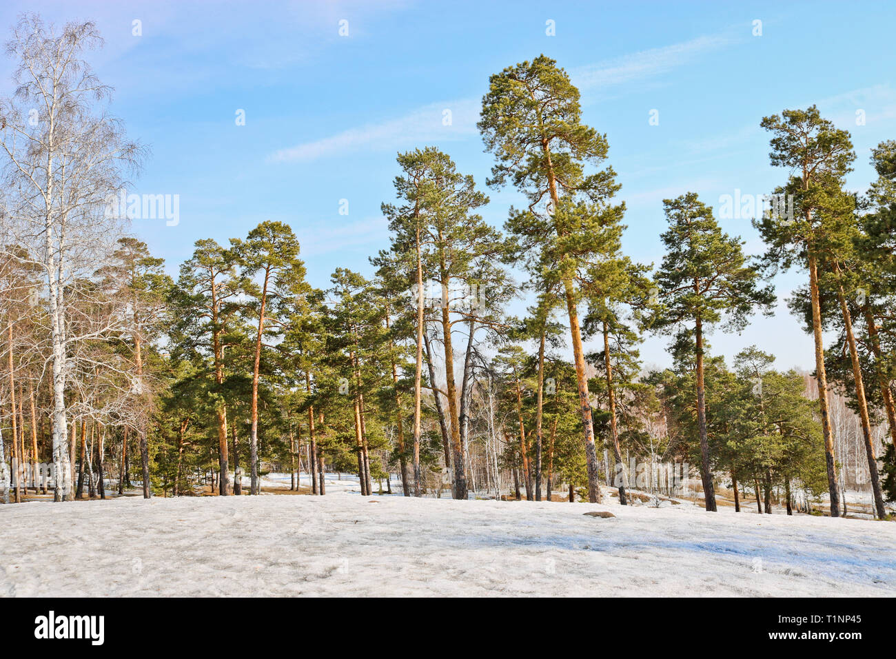 Edge of a pine forest in winter Stock Photo