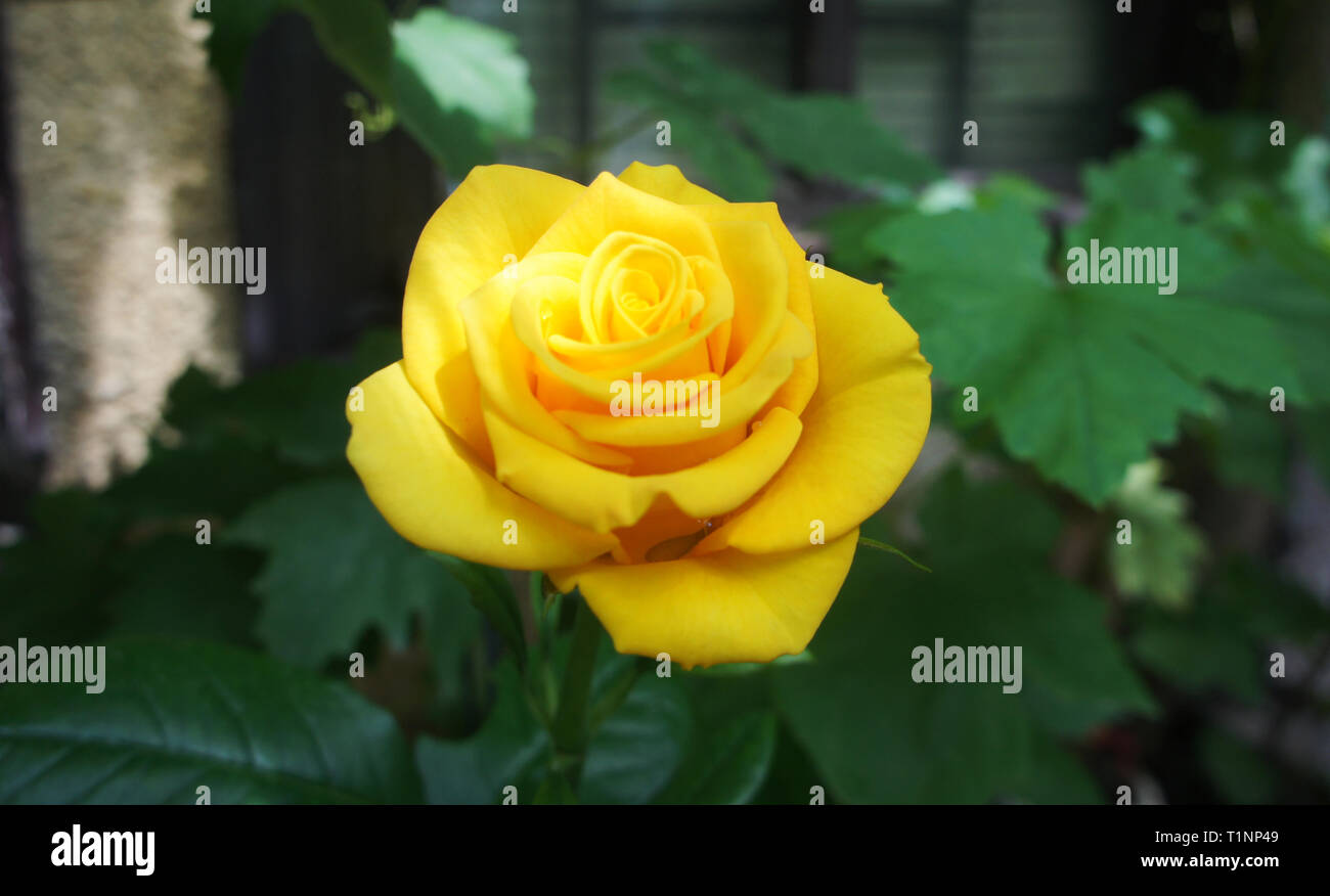 Yellow rose in the garden. rose golden. Yellow roses in the garden is ...