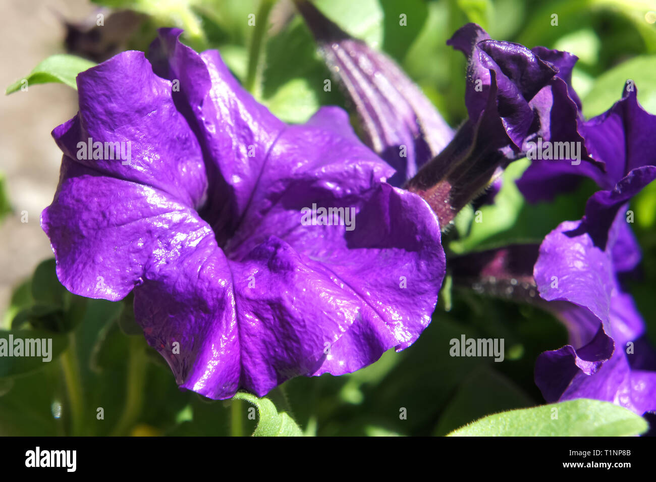 dark blue cluster of purple petunias hanging on tree close up. purple petunia blooms in the garden in the summer. Stock Photo