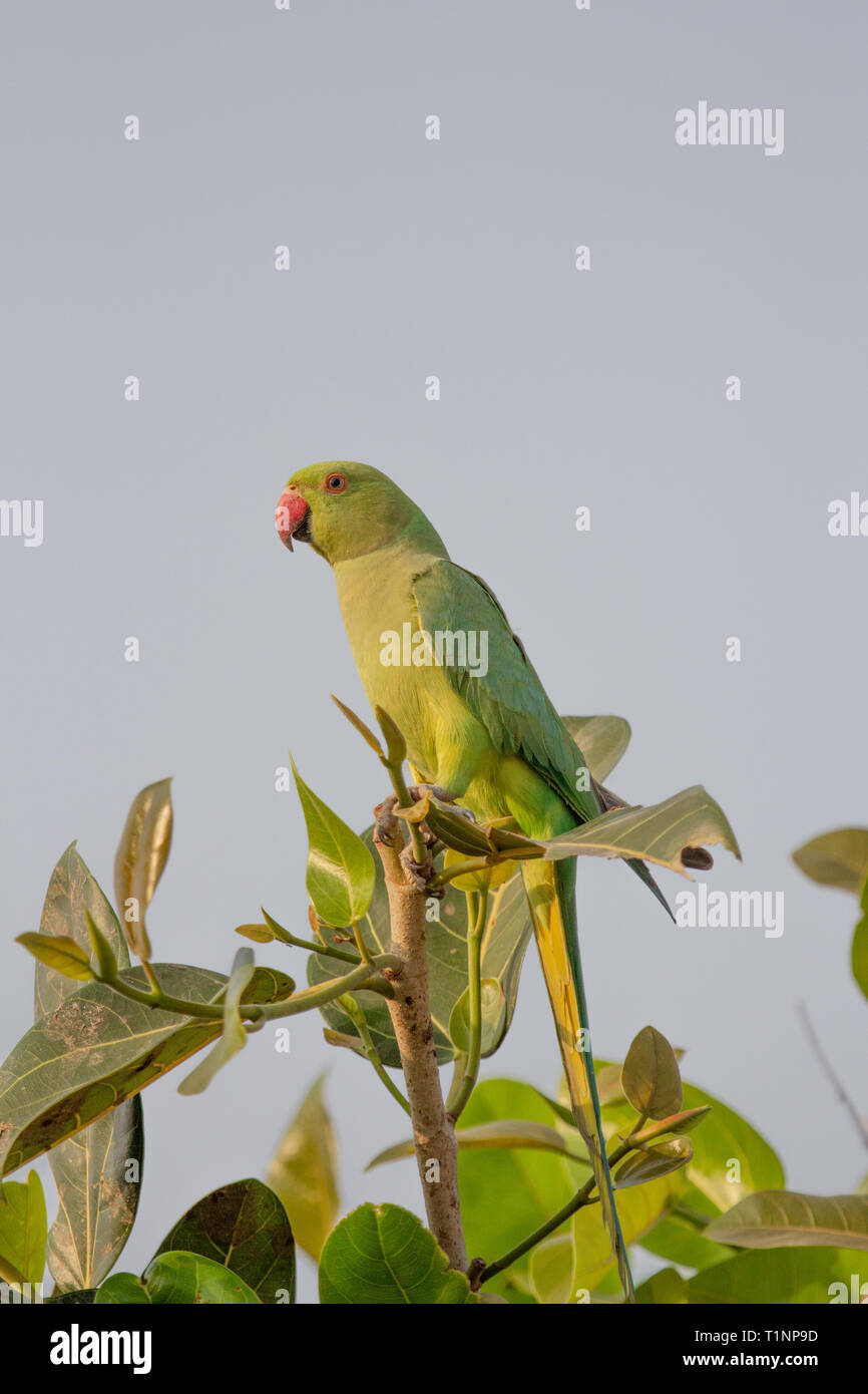 Roseringed Parakeet, Psittacula krameri, Little Rann of Kutch, Gujarat