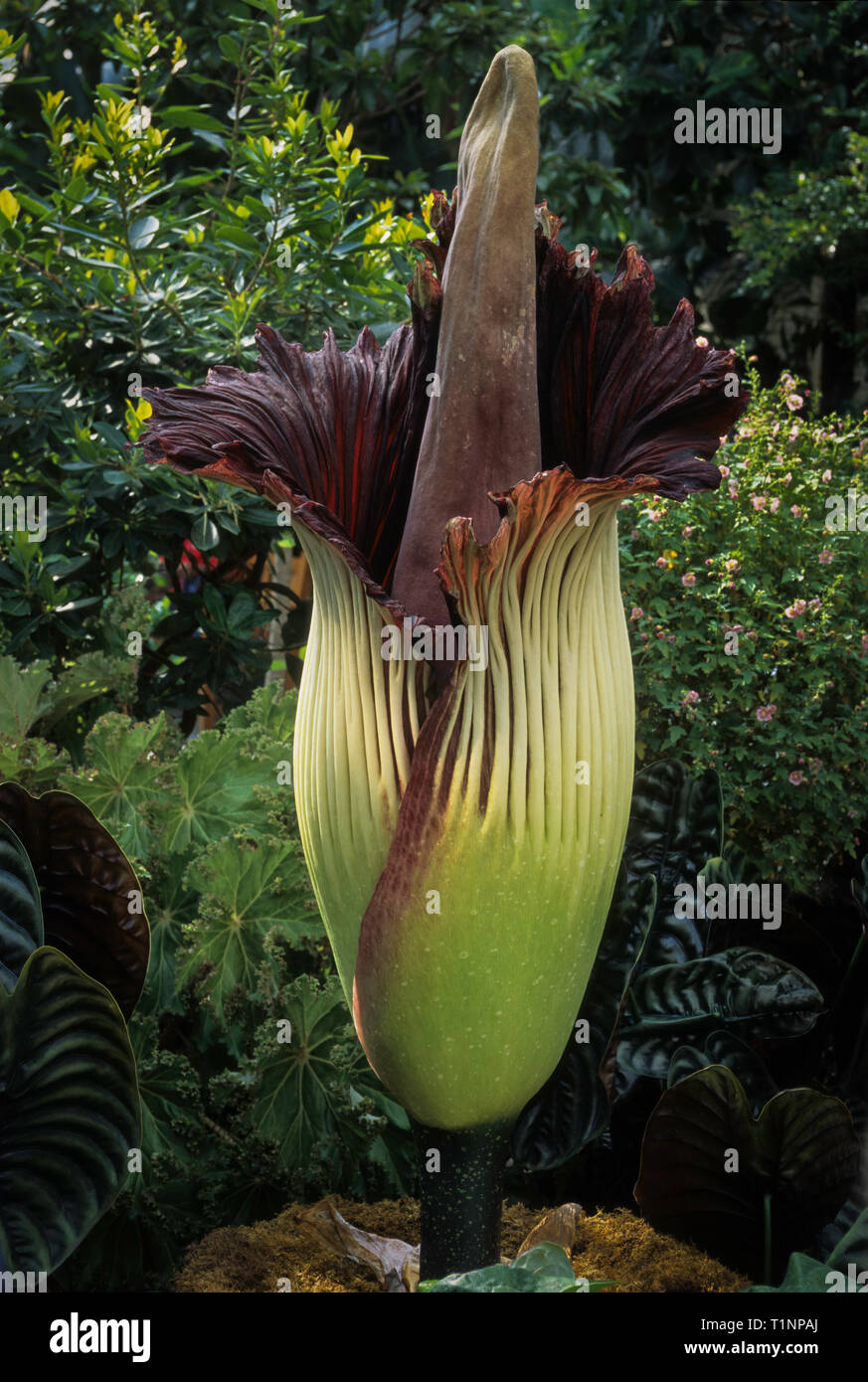 Giant arum (Amorphophallus gigas)--the world's largest flower at nearly five feet (1.5 m) tall--in bloom at the United States Botanic Garden in Washin Stock Photo