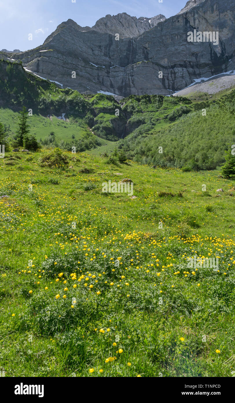 Meadow dandelions spring panorama hi-res stock photography and images ...