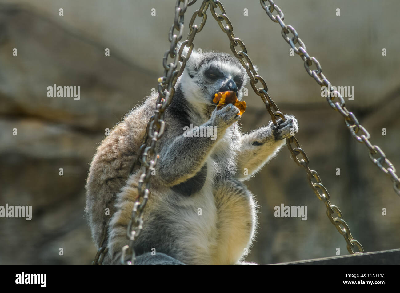 Closeup of a ring tailed Lemur l Lemur Catta in captivity in South