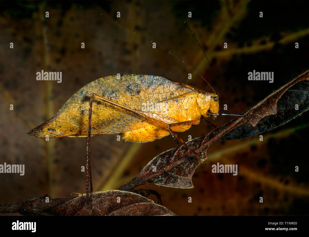 Leafmimic katydid (species undetermined) in rainforest of Guatemala