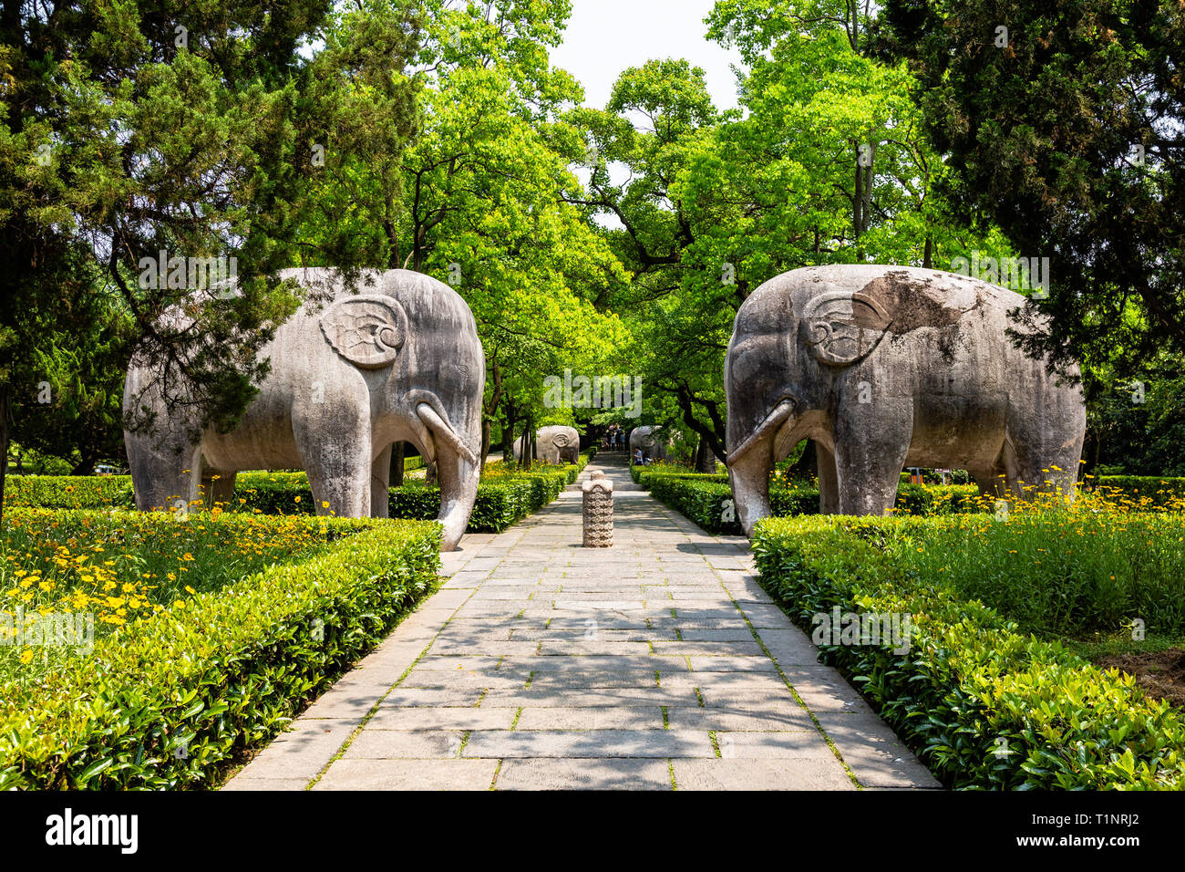 Elephant statues in the sacred way in Ming Xiaoling Mausoleum, located on mount Zijin, Nanjing, Jiangsu Province, China. Ming Xiaoling Mausoleum is UN Stock Photo