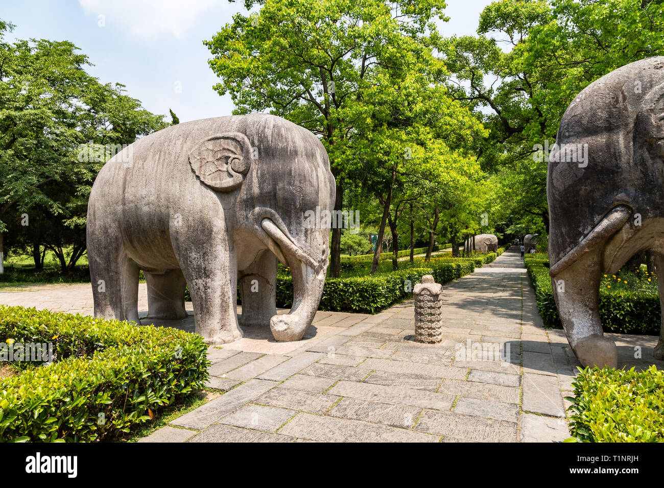 Elephant statues in the sacred way in Ming Xiaoling Mausoleum, located on mount Zijin, Nanjing, Jiangsu Province, China. Ming Xiaoling Mausoleum is UN Stock Photo