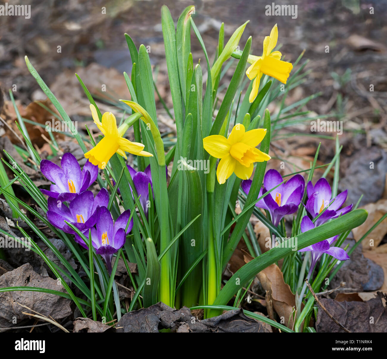 Daffodils crocuses hires stock photography and images Alamy