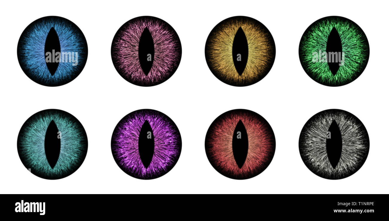 Detail macro illustration of different animal eyes iris without light spot Stock Photo