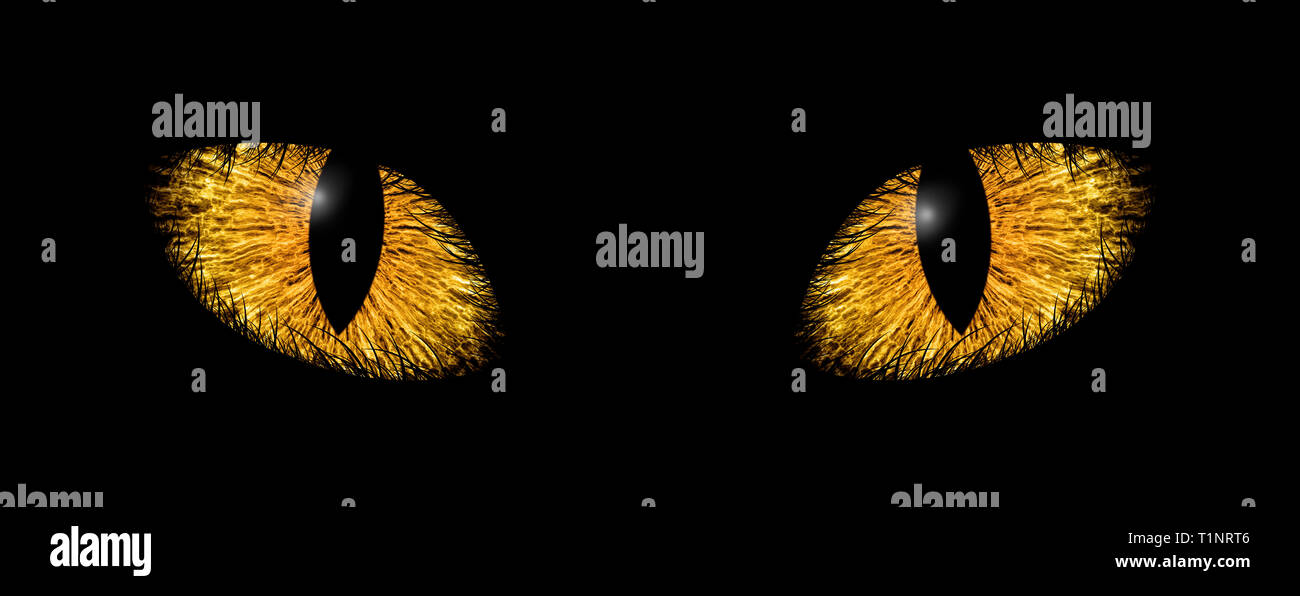 Detail macro illustration of two yellow animal eye iris Stock Photo
