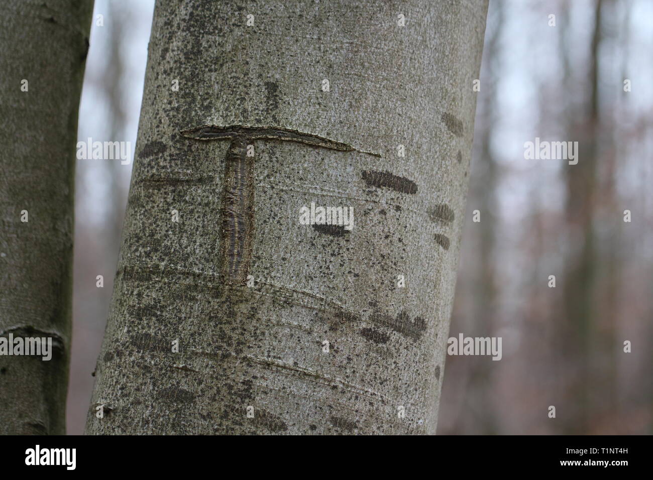 Tree in protected area Stock Photo Alamy