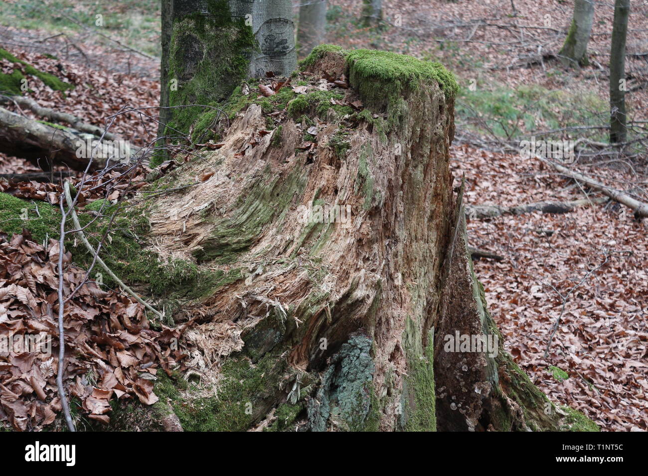 Tree in protected area Stock Photo Alamy