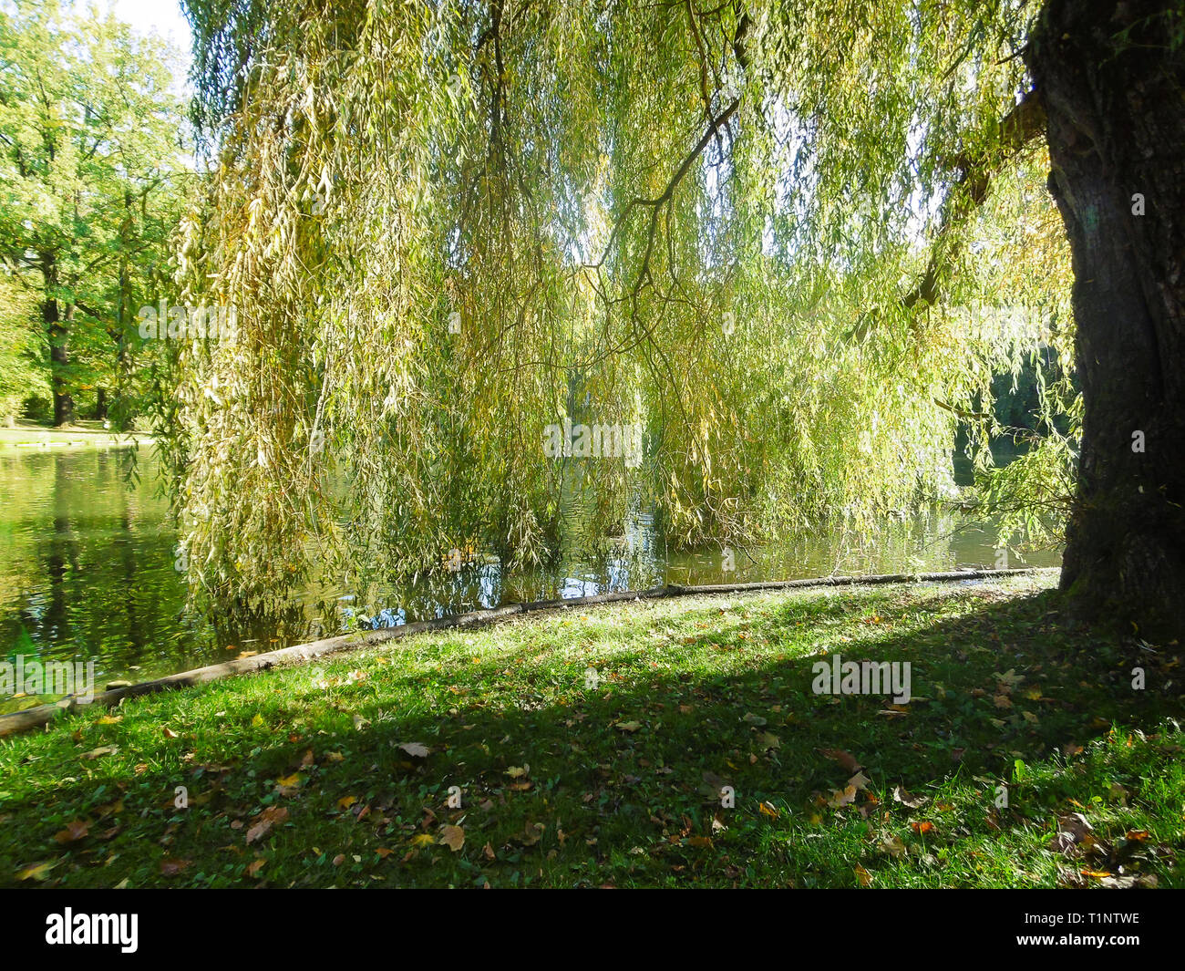 Nature scene sunset weeping willow hi-res stock photography and images ...