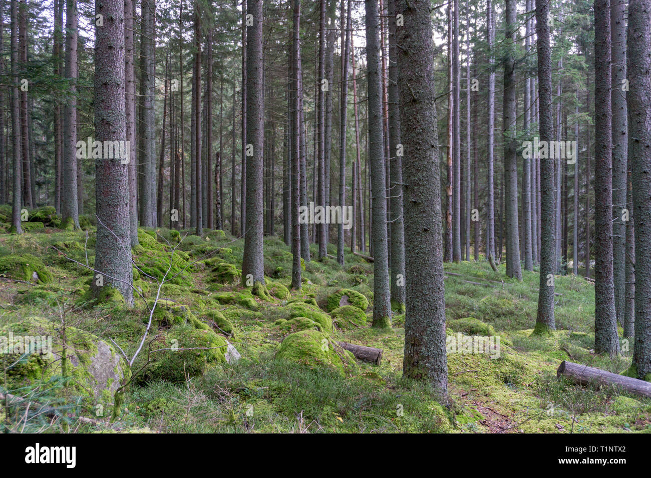 Coniferous Forest Plants