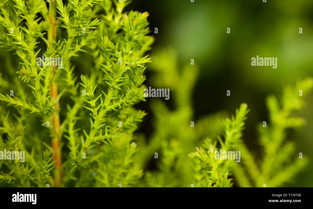 Shallow depth of field photo of a Conifer showing the amazing detail Stock Photo