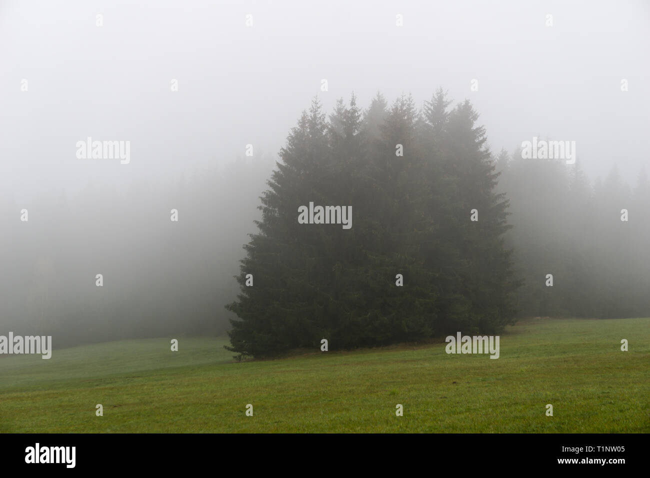 Tall green trees covered by fog hi-res stock photography and images - Alamy