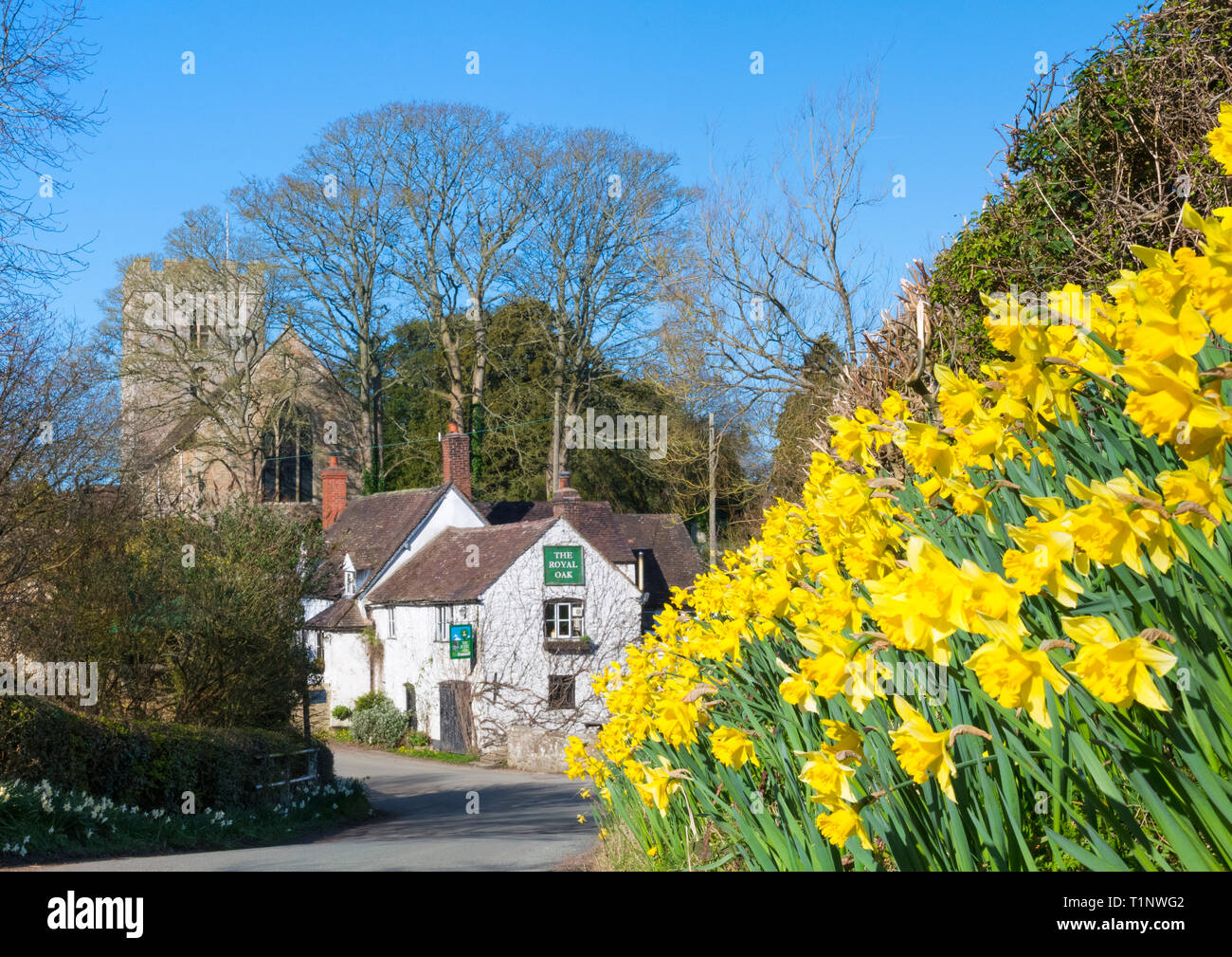 A bank of daffodils near the Royal Oak public house in the village of Cardington, Shropshire. Stock Photo