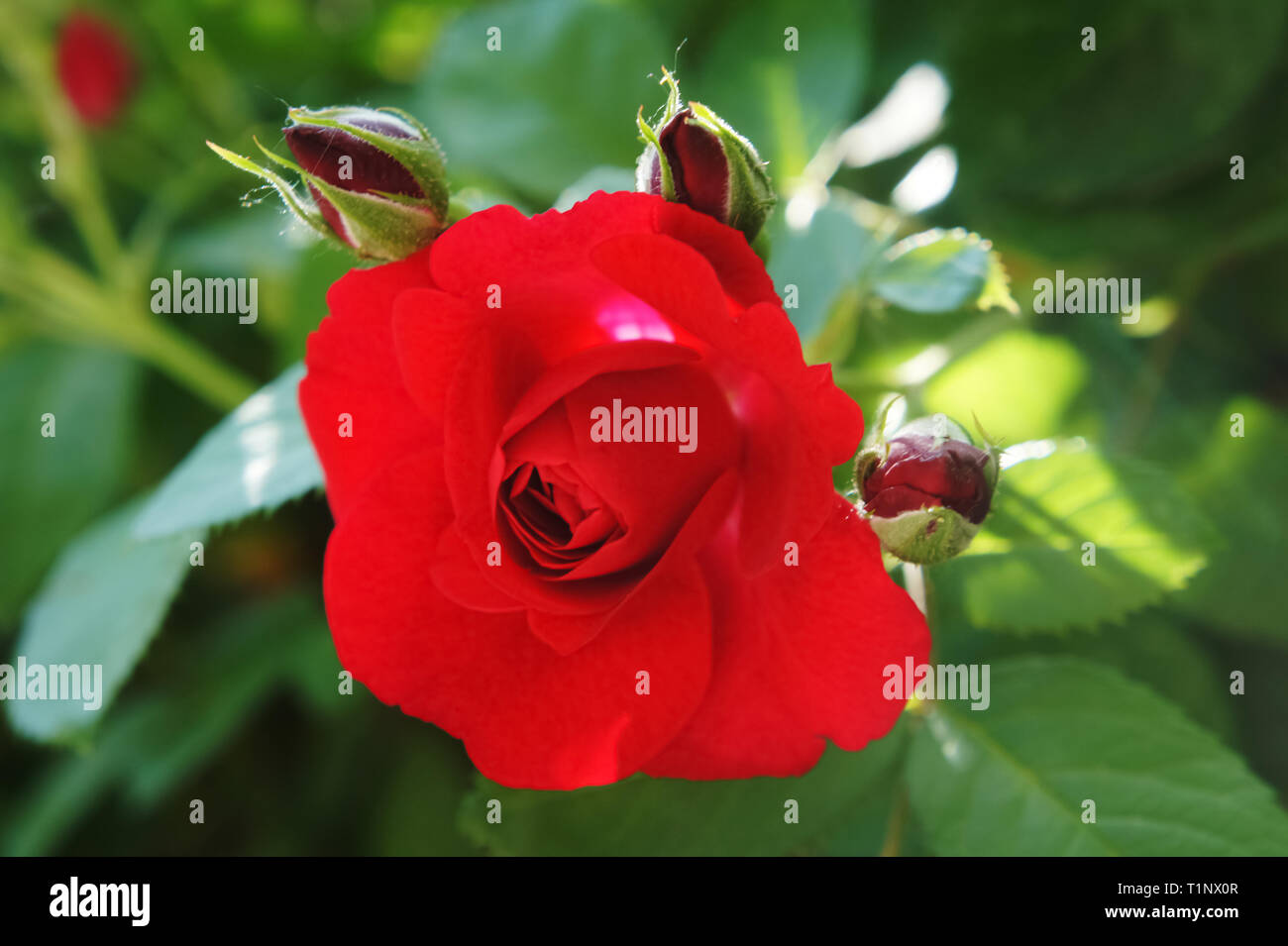 Roses on a bush. red roses in the garden. Beautiful blooming red rose ...