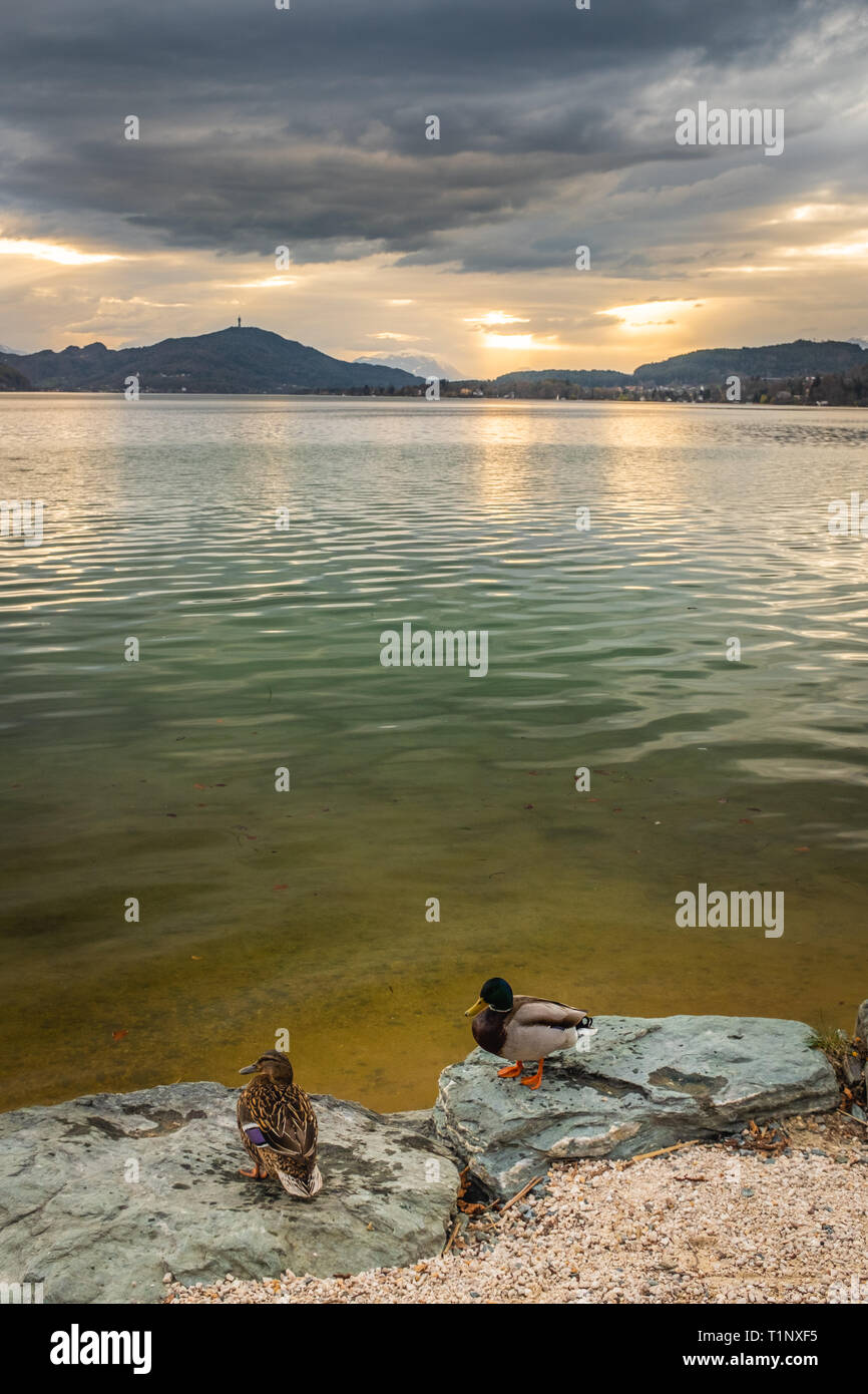 Portait view from beach with ducks on rocks to sunset over lake Wörthersee to mountains Pyramidenkogel, Dobratsch and Karawanks Stock Photo