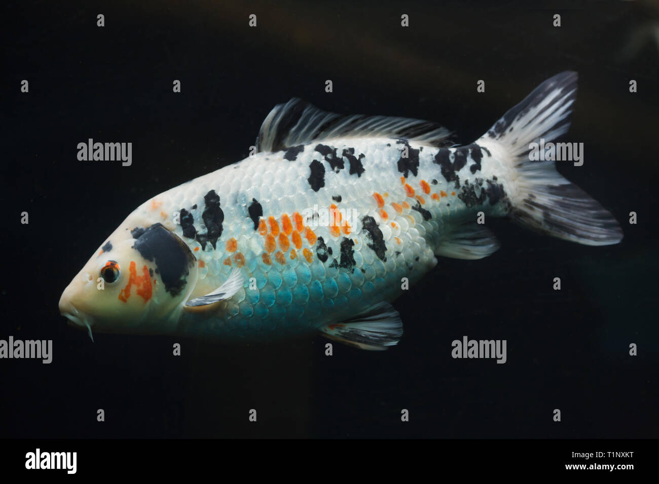 Koi carp (Cyprinus rubrofuscus), also known as the Japanese ornamental