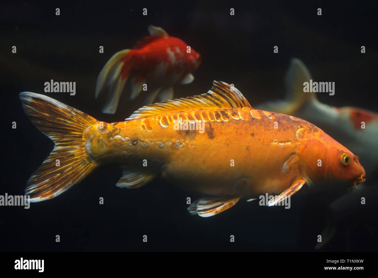 Koi carp (Cyprinus rubrofuscus), also known as the Japanese ornamental