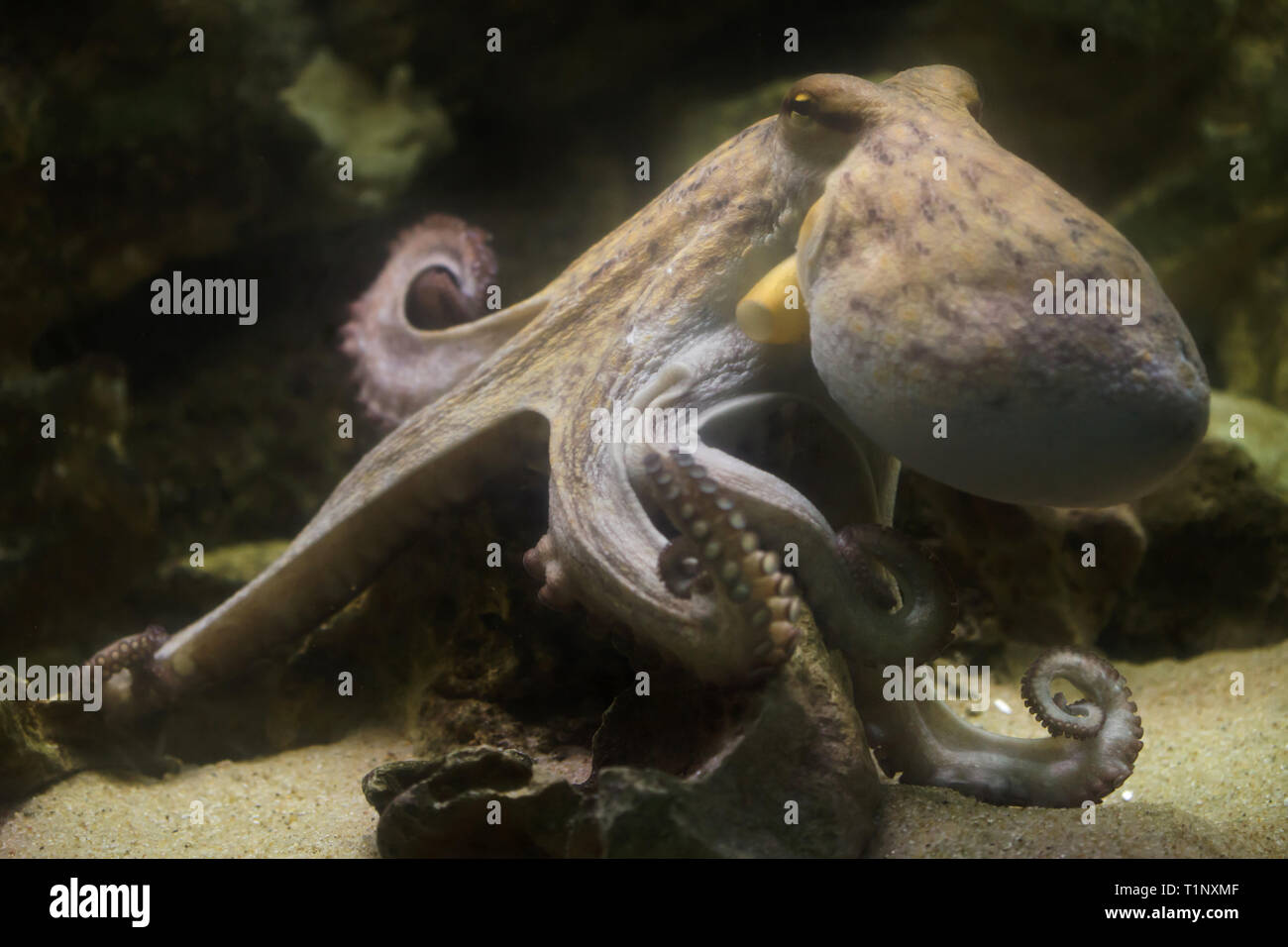 Common octopus (Octopus vulgaris), also known as the octopus. Stock Photo