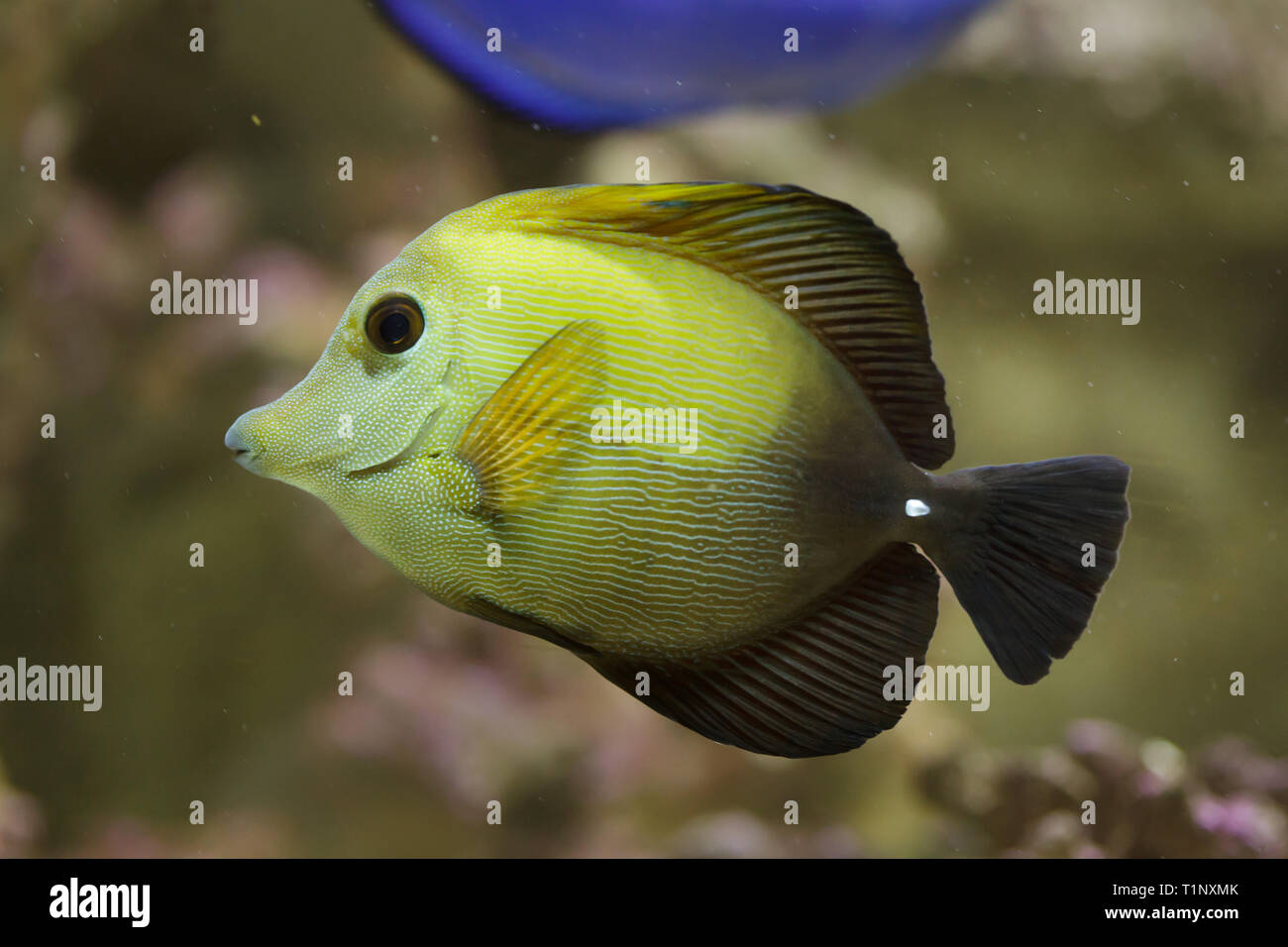 Brown tang (Zebrasoma scopas), also known as the brown surgeonfish. Stock Photo