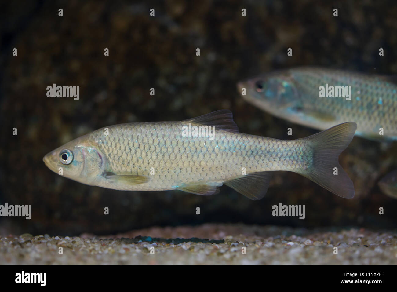 Southern Iberian chub (Squalius pyrenaicus). Freshwater fish. Stock Photo