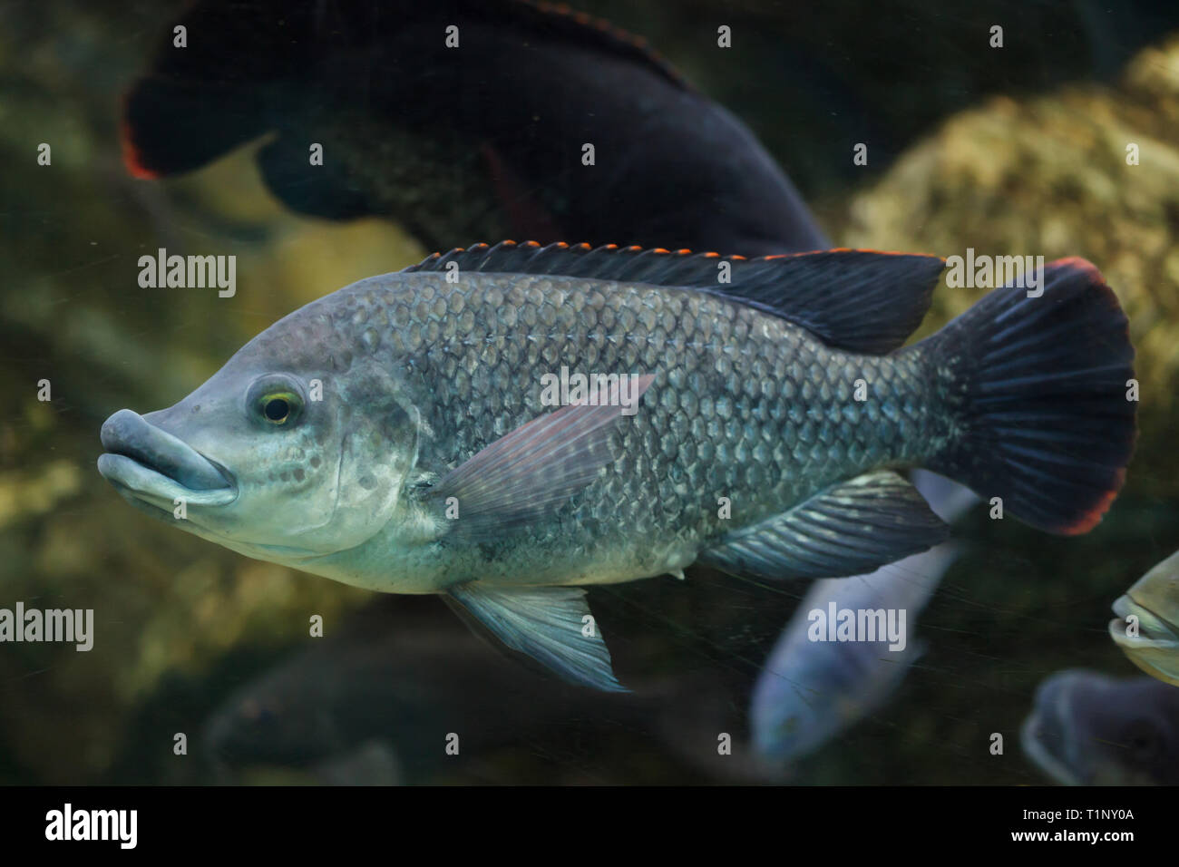 Angolan tilapia (Oreochromis angolensis). Freshwater fish. Stock Photo
