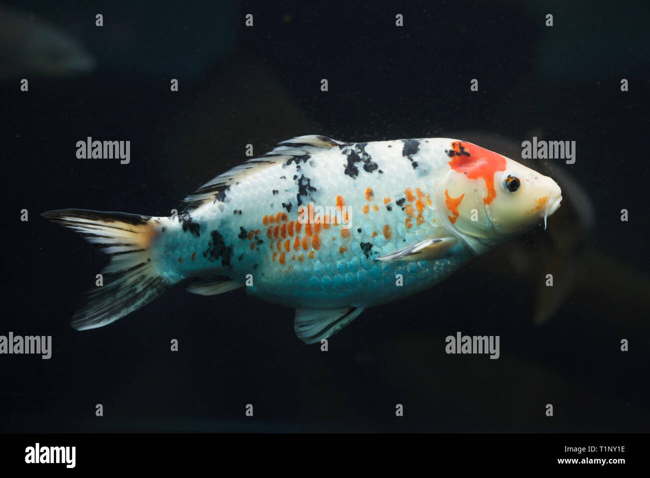 Koi carp (Cyprinus rubrofuscus), also known as the Japanese ornamental