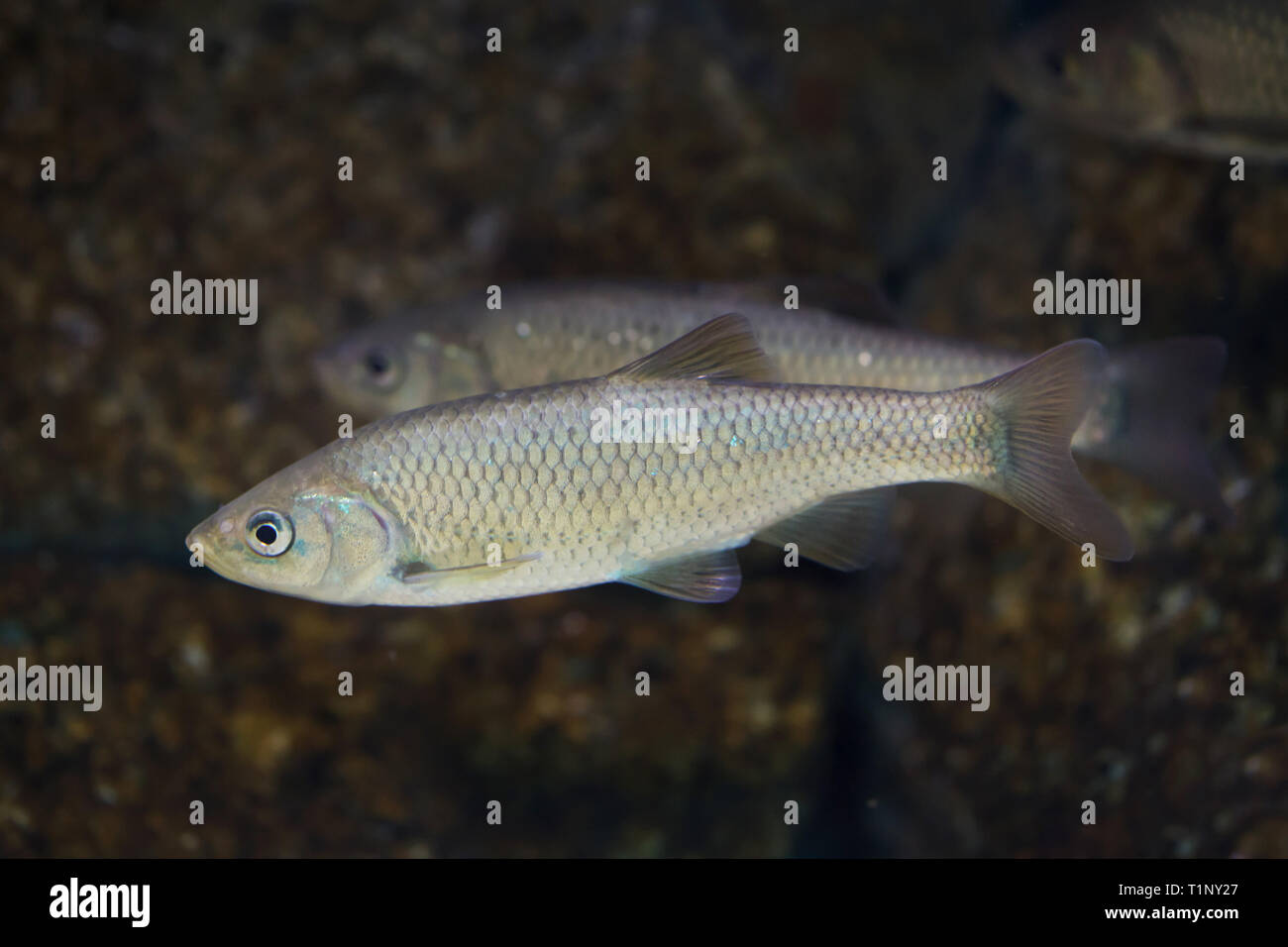 Southern Iberian chub (Squalius pyrenaicus). Freshwater fish. Stock Photo