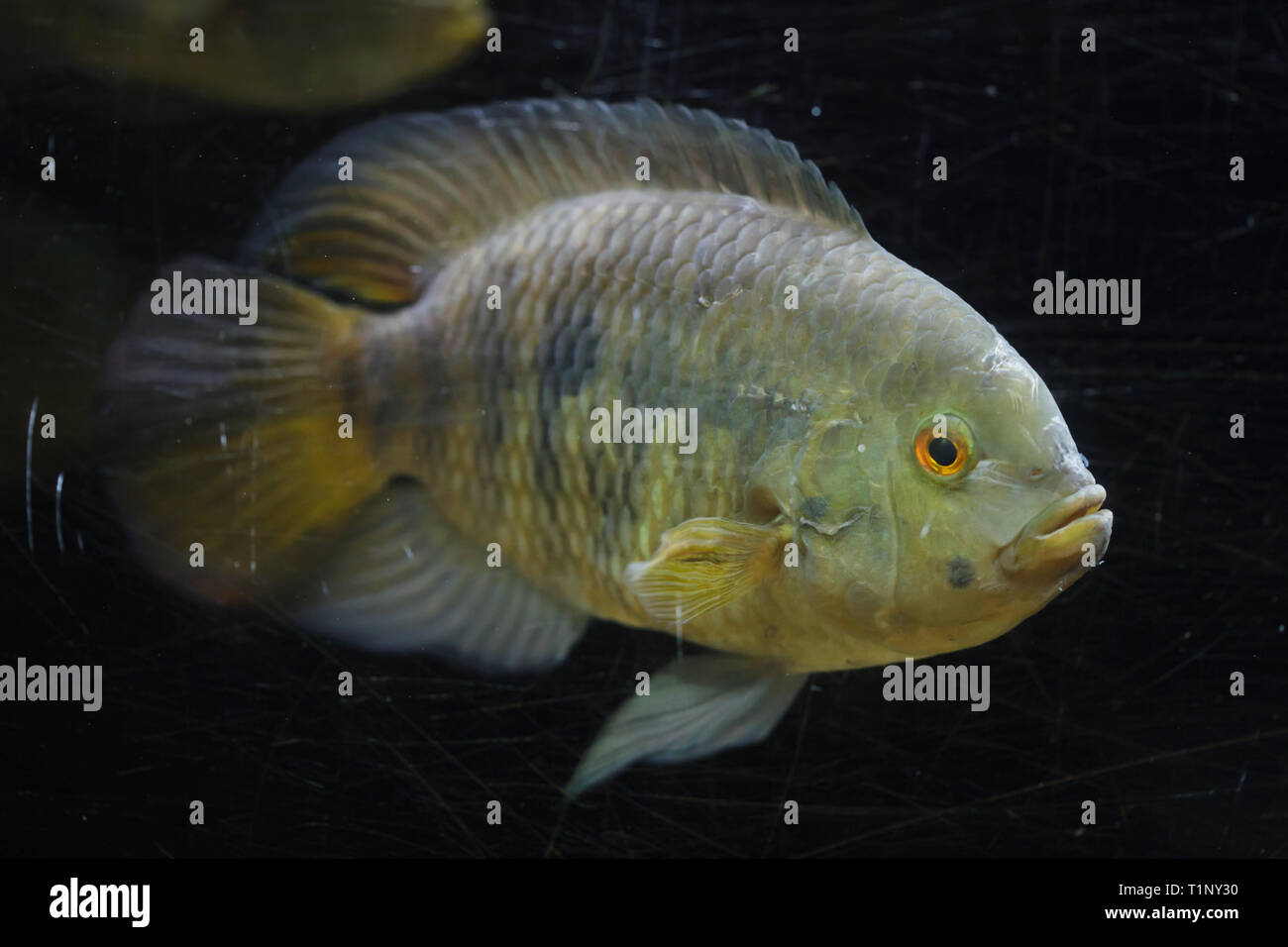 Chameleon cichlid (Australoheros facetus), also known as the chanchito. Stock Photo