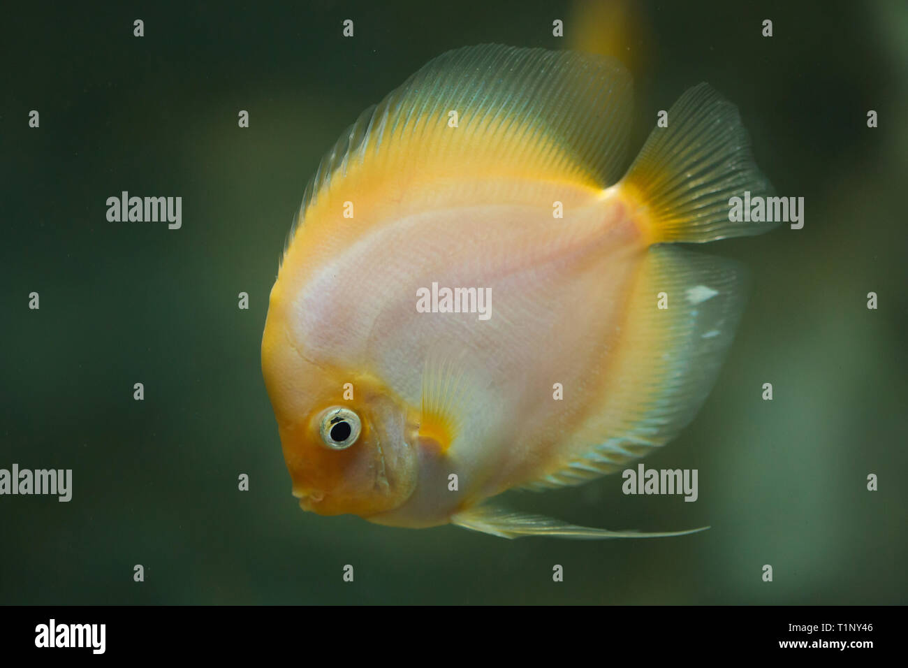 Brown discus (Symphysodon aequifasciatus), also known as the blue discus. Stock Photo