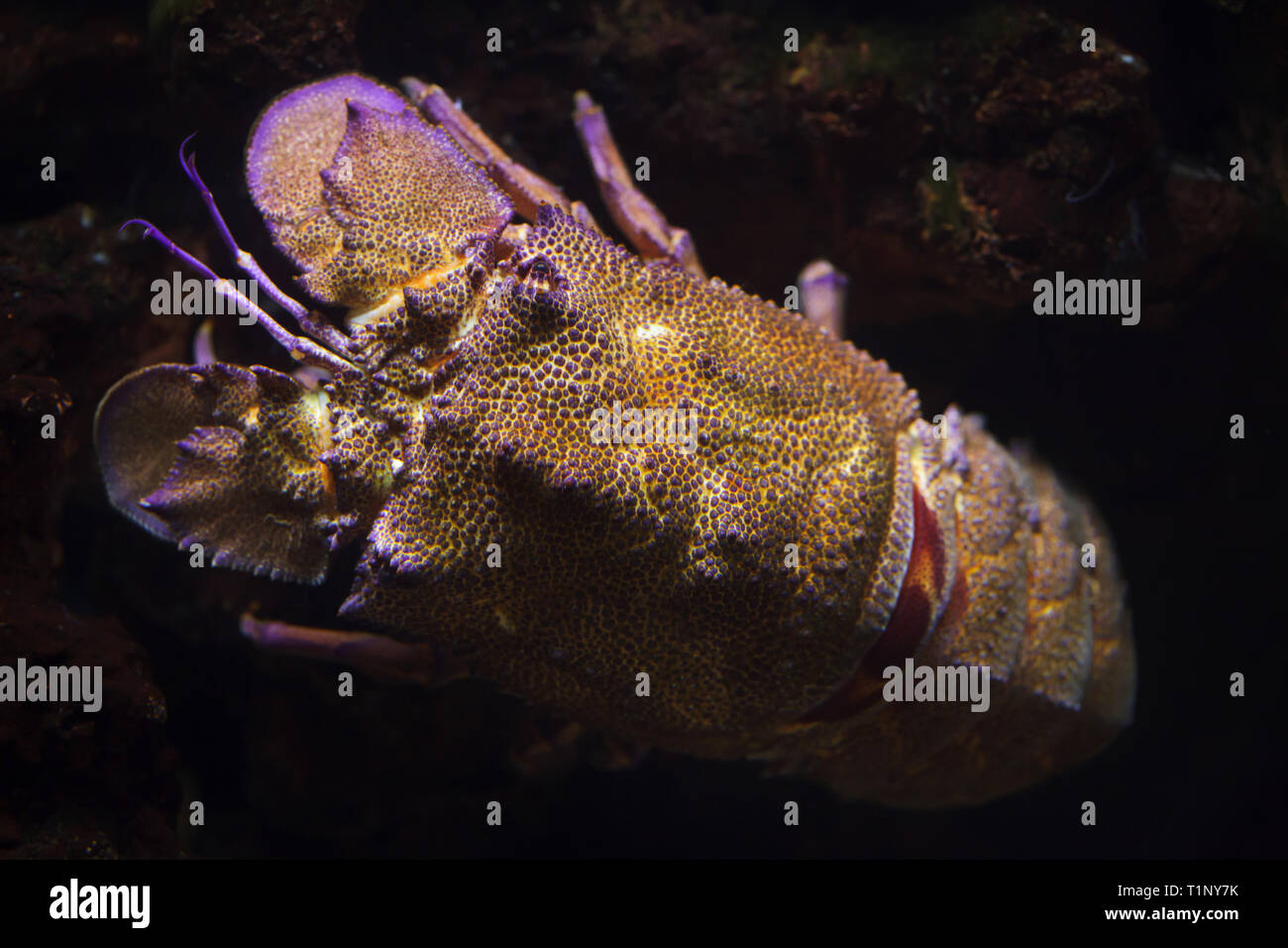 Mediterranean slipper lobster (Scyllarides latus), also known as the Mediterranean locust lobster. Stock Photo