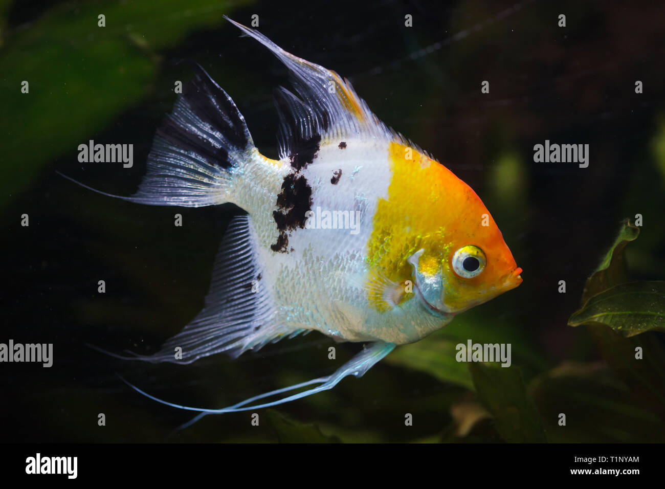 Angelfish (Pterophyllum scalare), also known as the freshwater angelfish. Stock Photo